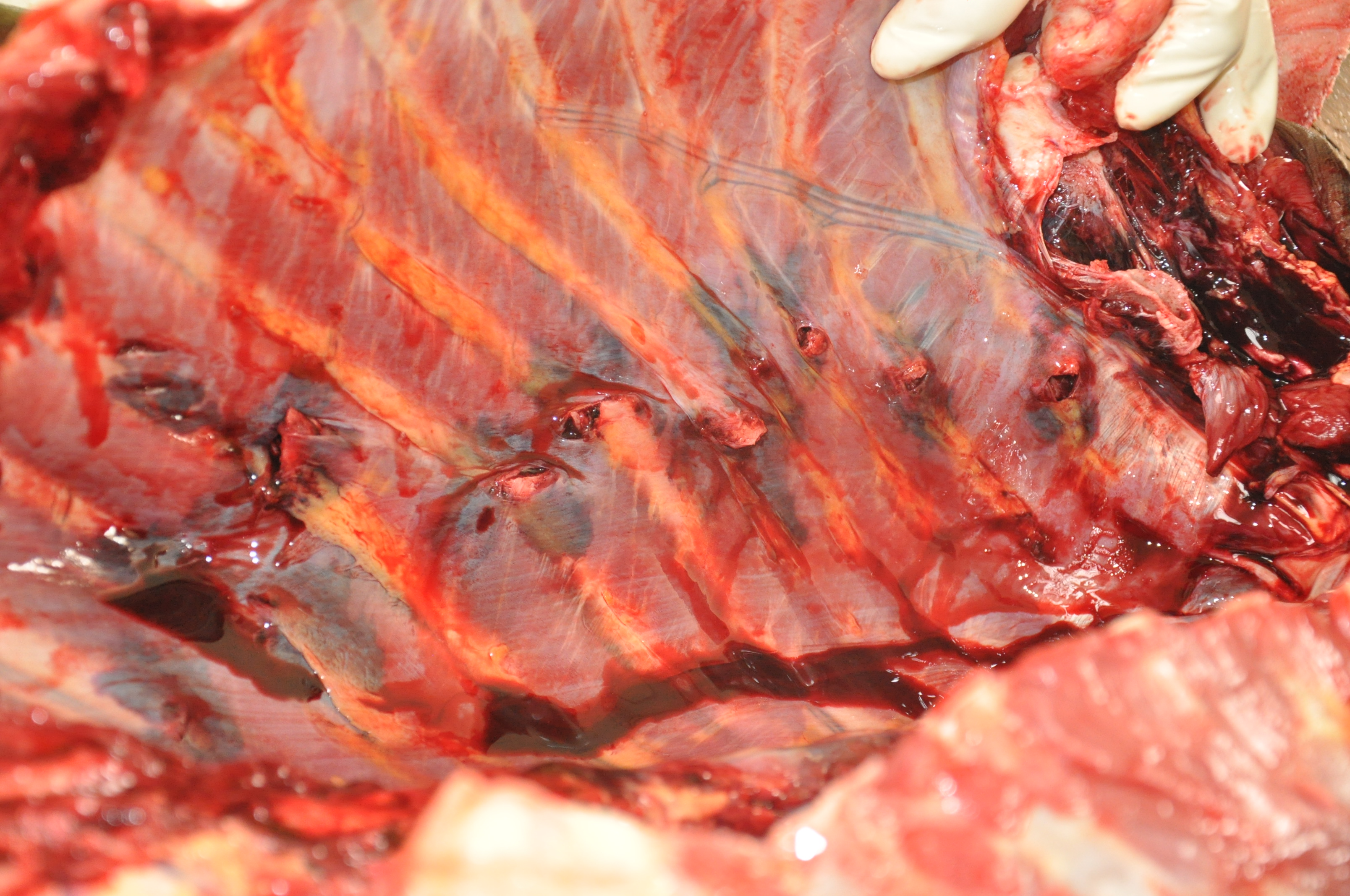 Blunt Force Injuries 3